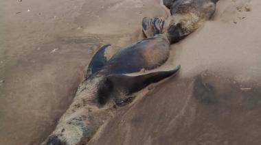 Ya son más de 145 los lobos marinos que murieron por gripe aviar y crece la preocupación