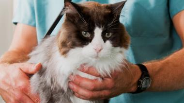 Los turnos para castrar mascotas en el Quirófano Móvil se deben solicitar telefónicamente
