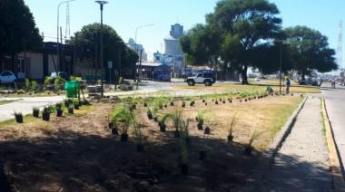 Forestaron la nueva plaza del Barrio Puerto