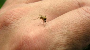 Dengue: 14 provincias argentinas presentan "circulación viral"