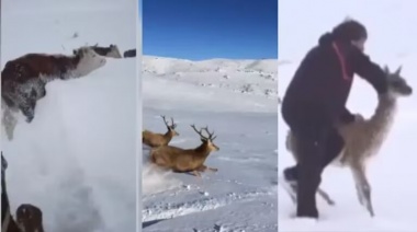 El drama de salvar a los animales en medio de la ola de frio en la Patagonia