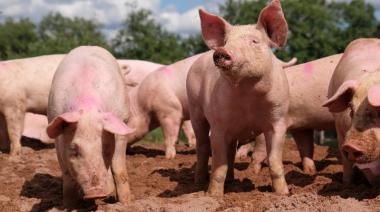 Alerta triquinosis: brote en Necochea tras faenas caseras de cerdos y un toro