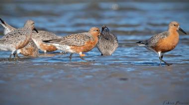 Turismo promueve actividades para observar aves migratorias