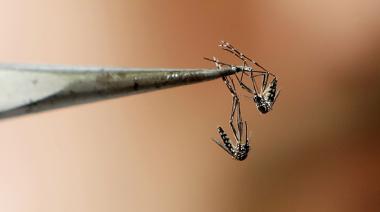 Detectan en el conurbano tres mutaciones de mosquitos del dengue más resistentes a los insecticidas