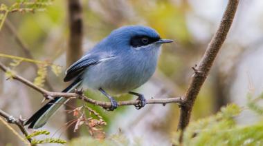 Nueva salida de observación de aves en Las Cascadas