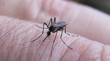 Dengue: infectólogos coinciden en que por ahora hay menos casos, aunque se debe esperar a febrero o marzo