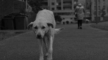 Vecinos marcharon para denunciar y pedir justicia por casos de maltrato animal