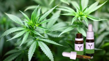 Charla sobre cannabis medicinal