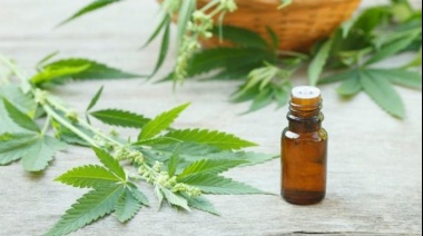 Mar del Plata se prepara para la exposición “Costa Cannabis”