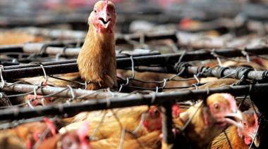 Bromatología alerta a propietarios de aves de corral para evitar la propagación de la gripe aviar
