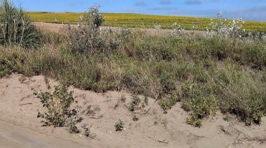 Avances en la declaración de Emergencia Agropecuaria para el partido de Necochea