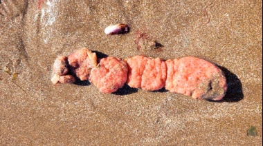 Las papas de mar:  Qué son y por qué recomiendan no tocarlas