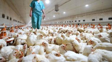 Gripe aviar en Argentina: mueren más de 230 mil aves
