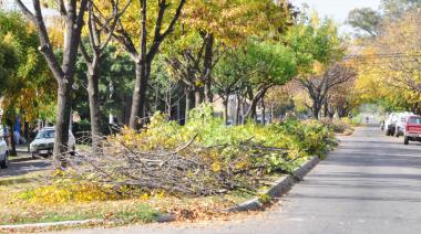 La Municipalidad alerta sobre falsos podadores
