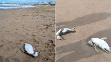 Encontraron decenas de pingüinos muertos en Mar del Plata, Mar Chiquita y Miramar, y hay hipótesis alarmantes