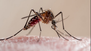 El Gobierno bonaerense confirmó 200 casos autóctonos de dengue y 70 de chikungunya