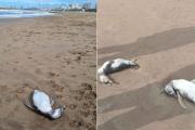 Encontraron decenas de pingüinos muertos en Mar del Plata, Mar Chiquita y Miramar, y hay hipótesis alarmantes