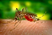 Alerta en el AMBA por el aumento de casos de dengue y chikungunya