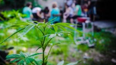 Cannabicultores promueve la inscripción al REPROCANN