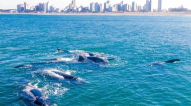 La temporada de ballenas atraviesa un momento único