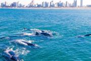 La temporada de ballenas atraviesa un momento único